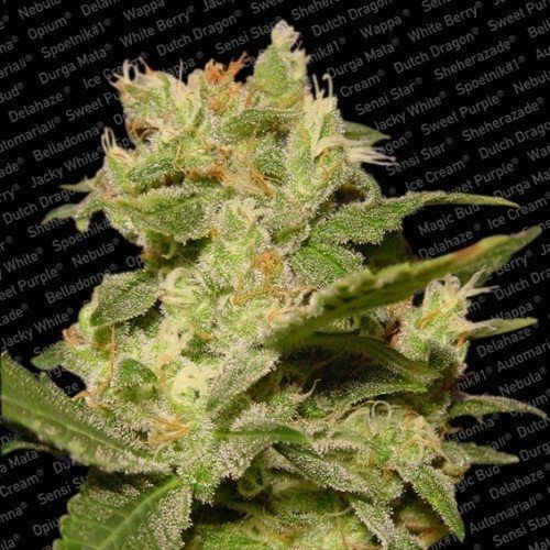 Auto Jack - PARADISE SEEDS | TanieSianie.pl
