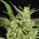 Automaria II - PARADISE SEEDS | TanieSianie.pl