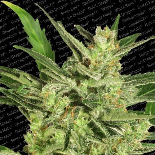 Automaria II - PARADISE SEEDS | TanieSianie.pl