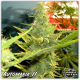 Automaria II - PARADISE SEEDS | TanieSianie.pl