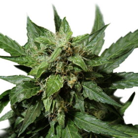 Auto Durban Poison - DUTCH PASSION | TanieSianie.pl