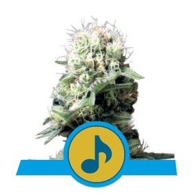 Dance World CBD - ROYAL QUEEN SEEDS | TanieSianie.pl