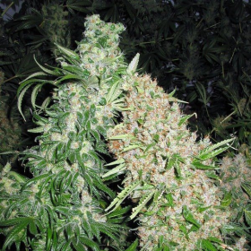Skunk Special - FEMALE SEEDS | TanieSianie.pl