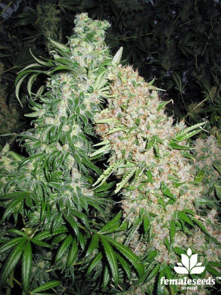 Skunk Special - FEMALE SEEDS | TanieSianie.pl