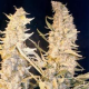 Skunk Special - FEMALE SEEDS | TanieSianie.pl