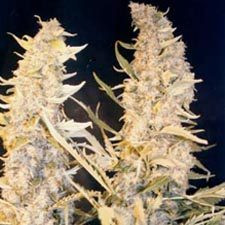 Skunk Special - FEMALE SEEDS | TanieSianie.pl