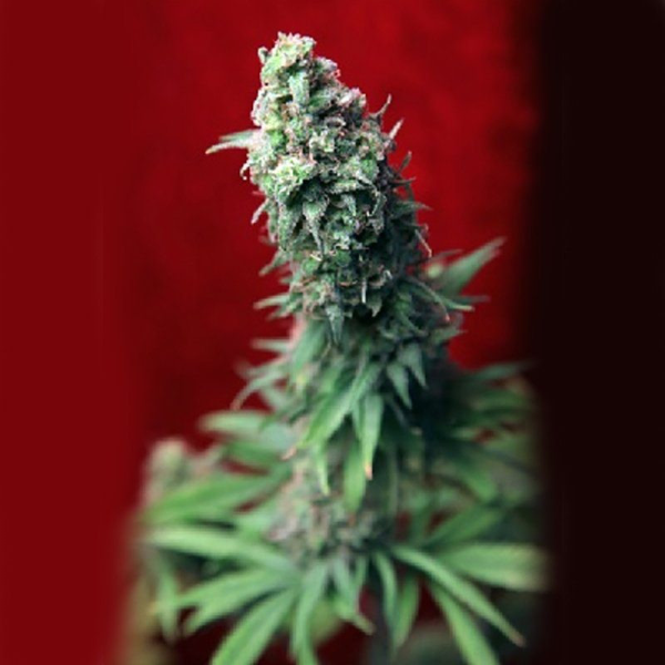 Blackdance - REGGAE SEEDS | TanieSianie.pl