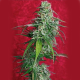 Juanita La Lagrimosa - REGGAE SEEDS | TanieSianie.pl