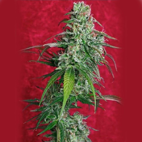 Juanita La Lagrimosa - REGGAE SEEDS | TanieSianie.pl