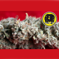 O'Haze Red - REGGAE SEEDS