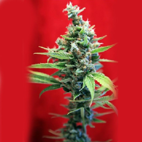 SRA. Amparo - REGGAE SEEDS | TanieSianie.pl