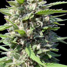 Auto Northern Lights - GENEHTIK | TanieSianie.pl