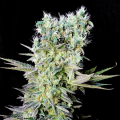 Northern Lights X - GENEHTIK