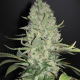 White Widow x Big Bud - FEMALE SEEDS | TanieSianie.pl