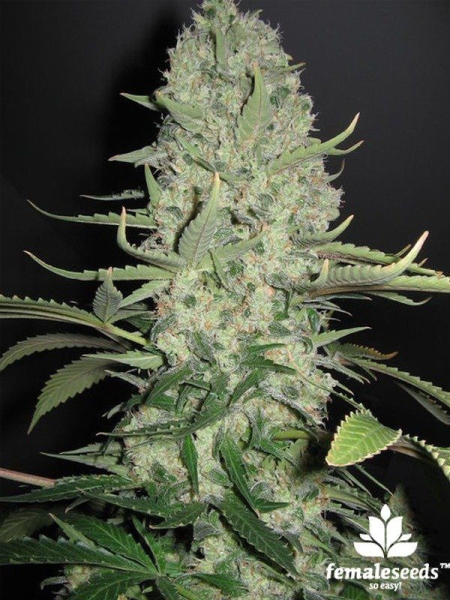 White Widow x Big Bud - FEMALE SEEDS | TanieSianie.pl