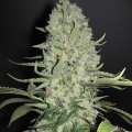 White Widow x Big Bud - FEMALE SEEDS