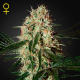 Arjan's Haze #3 - GREEN HOUSE SEEDS | TanieSianie.pl