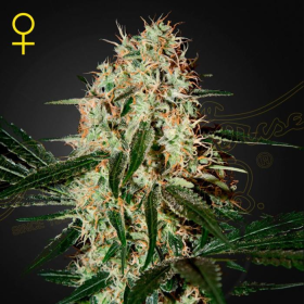 Arjan's Haze #3 - GREEN HOUSE SEEDS | TanieSianie.pl