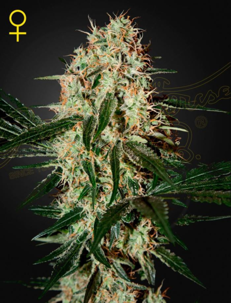 Arjan's Haze #3 - GREEN HOUSE SEEDS | TanieSianie.pl