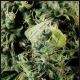 Arjan's Haze #3 - GREEN HOUSE SEEDS | TanieSianie.pl