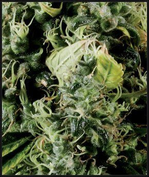 Arjan's Haze #3 - GREEN HOUSE SEEDS | TanieSianie.pl