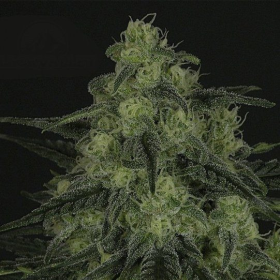 Black Valley - RIPPER SEEDS | TanieSianie.pl