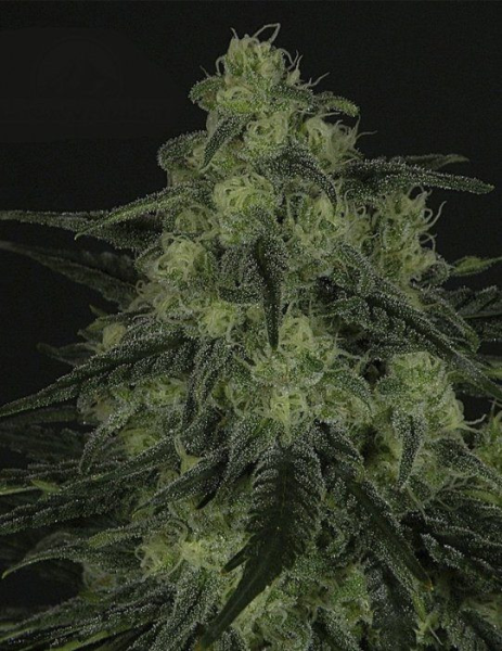 Black Valley - RIPPER SEEDS | TanieSianie.pl