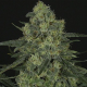 Criminal + - RIPPER SEEDS | TanieSianie.pl