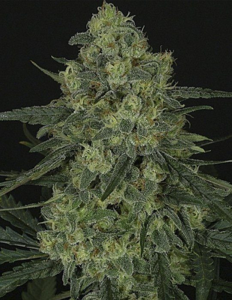 Criminal + - RIPPER SEEDS | TanieSianie.pl