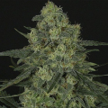 Criminal + - RIPPER SEEDS
