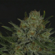 Double Glock - RIPPER SEEDS | TanieSianie.pl