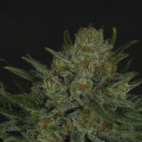Double Glock - RIPPER SEEDS | TanieSianie.pl