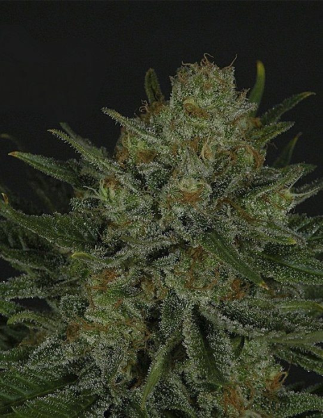 Double Glock - RIPPER SEEDS | TanieSianie.pl