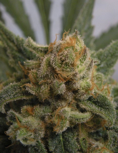 Grapegum - RIPPER SEEDS | TanieSianie.pl