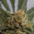 Grapegum - RIPPER SEEDS