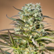 Hawaiian Wave - RIPPER SEEDS | TanieSianie.pl