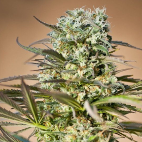 Hawaiian Wave - RIPPER SEEDS | TanieSianie.pl
