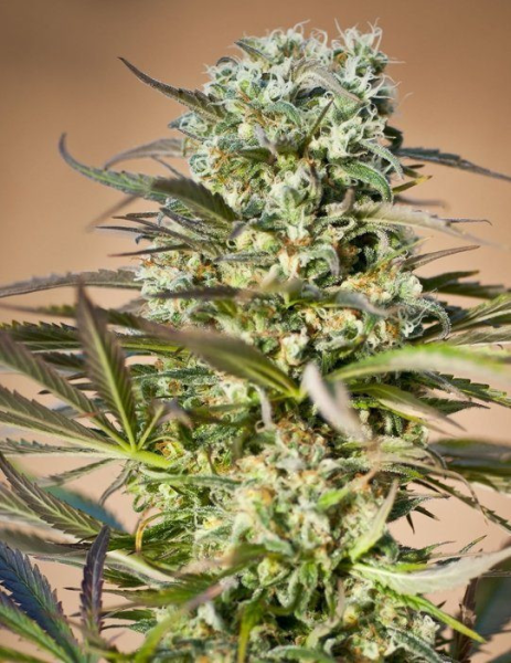 Hawaiian Wave - RIPPER SEEDS | TanieSianie.pl