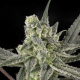 Old School - RIPPER SEEDS | TanieSianie.pl