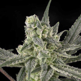 Old School - RIPPER SEEDS | TanieSianie.pl