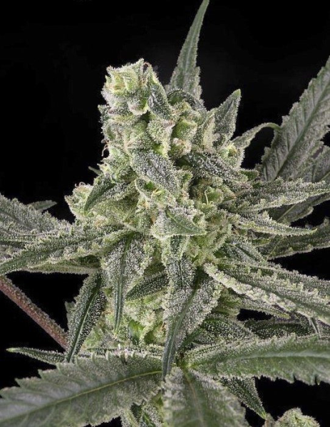 Old School - RIPPER SEEDS | TanieSianie.pl