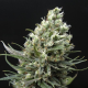 Ripper Haze - RIPPER SEEDS | TanieSianie.pl