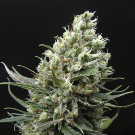 Ripper Haze - RIPPER SEEDS | TanieSianie.pl