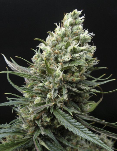 Ripper Haze - RIPPER SEEDS | TanieSianie.pl