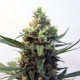 Toxic - RIPPER SEEDS | TanieSianie.pl