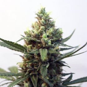 Toxic - RIPPER SEEDS | TanieSianie.pl