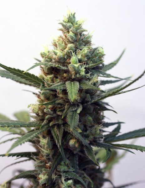 Toxic - RIPPER SEEDS | TanieSianie.pl
