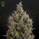 Auto Big Bang - GREEN HOUSE SEEDS | TanieSianie.pl