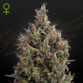 Auto Big Bang - GREEN HOUSE SEEDS | TanieSianie.pl