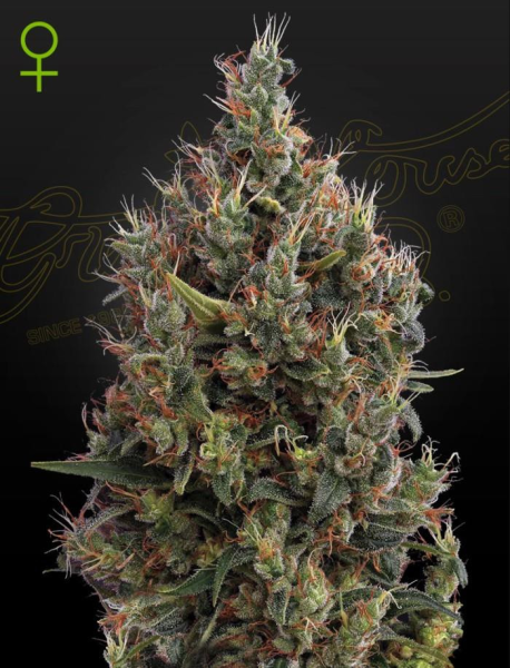 Auto Big Bang - GREEN HOUSE SEEDS | TanieSianie.pl
